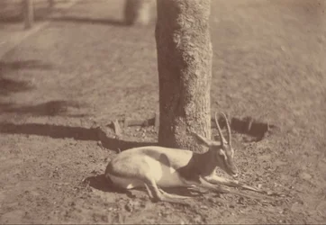Gazelle, die an einem Baum liegt